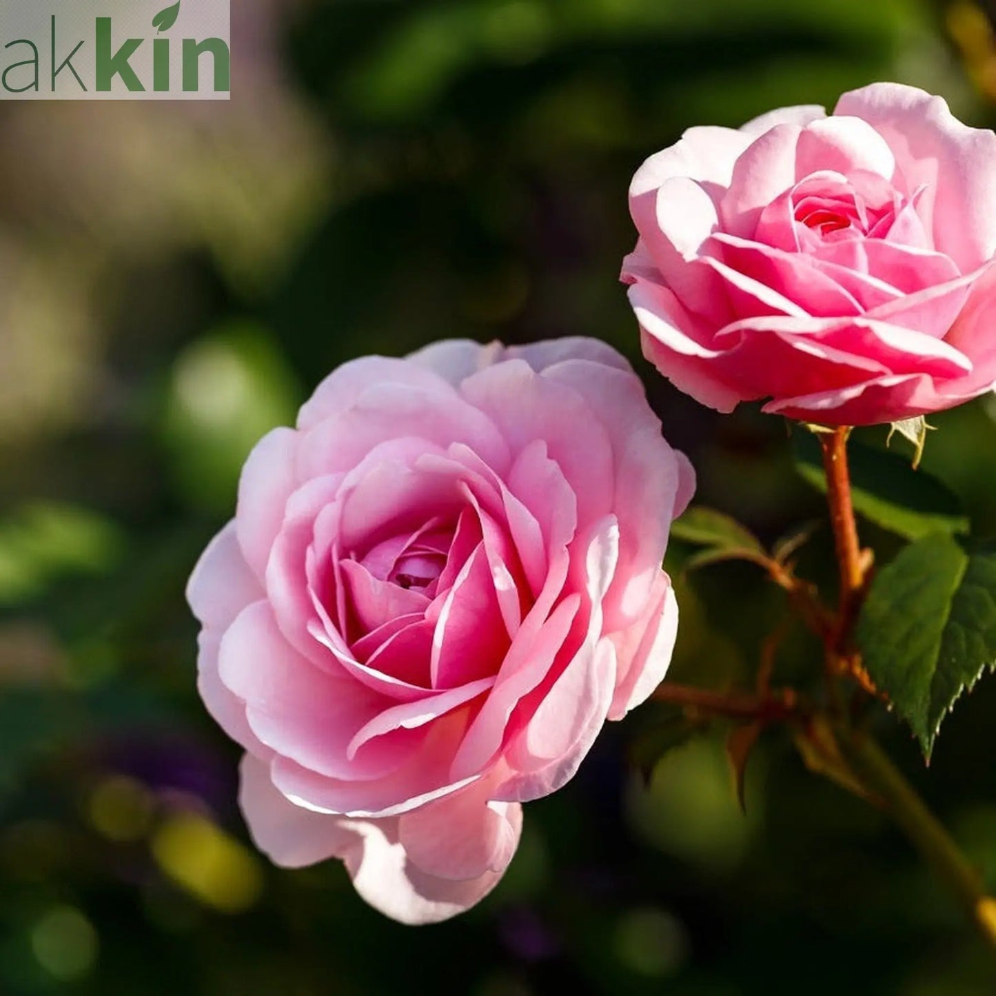 Rose Pretty Polly | Patio Rose | 4L Potted Rose (PRE ORDER DECEMBER '25) One Click Plants