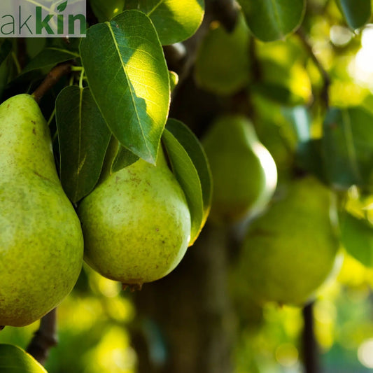 Dwarf Patio Pear Tree 'Williams' Bon Chretien' 1M One Click Plants