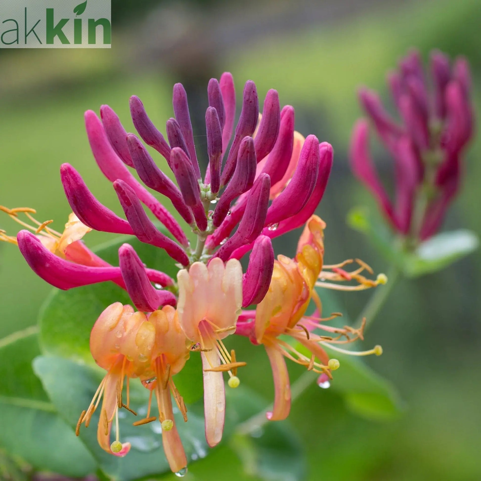 Honeysuckle 'American Beauty' Lonicera japonica 70cm One Click Plants