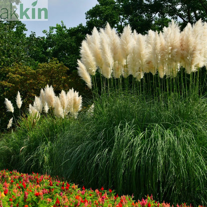 Pampas Grass - Cortaderia selloana White Plume - 40-60cm One Click Plants