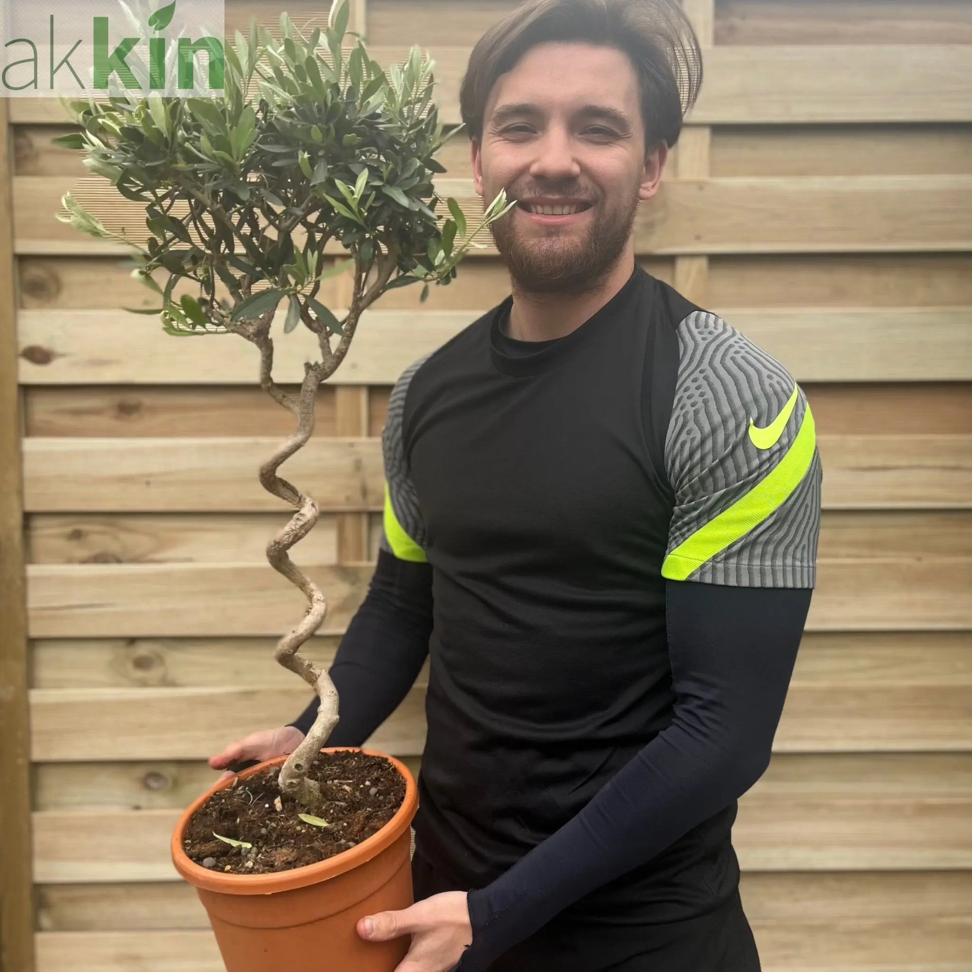 Corkscrew Stem Olive Tree | Hardy Evergreen Potted Tree | 80-90cm One Click Plants