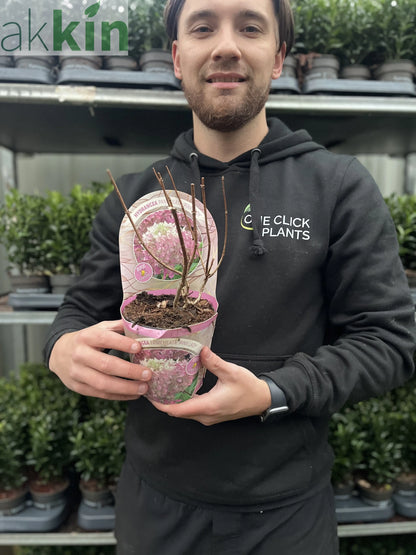 Hydrangea paniculata 'Pink Lady' 1L / 1.5L One Click Plants