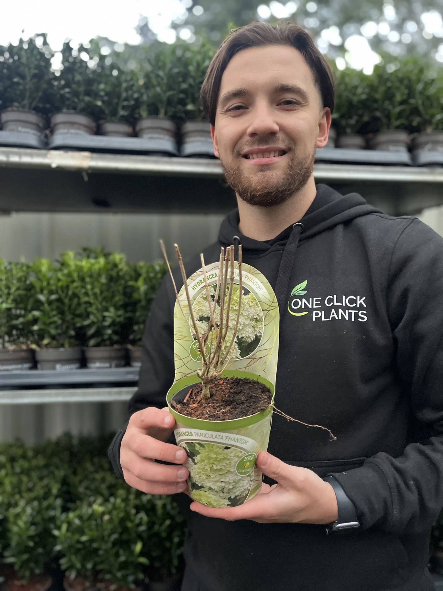 Hydrangea paniculata Phantom 1L (30-40cm inc. pot) One Click Plants