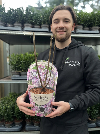 Syringa vulgaris 'Katherine Havemeyer' (Lilac) 2L One Click Plants