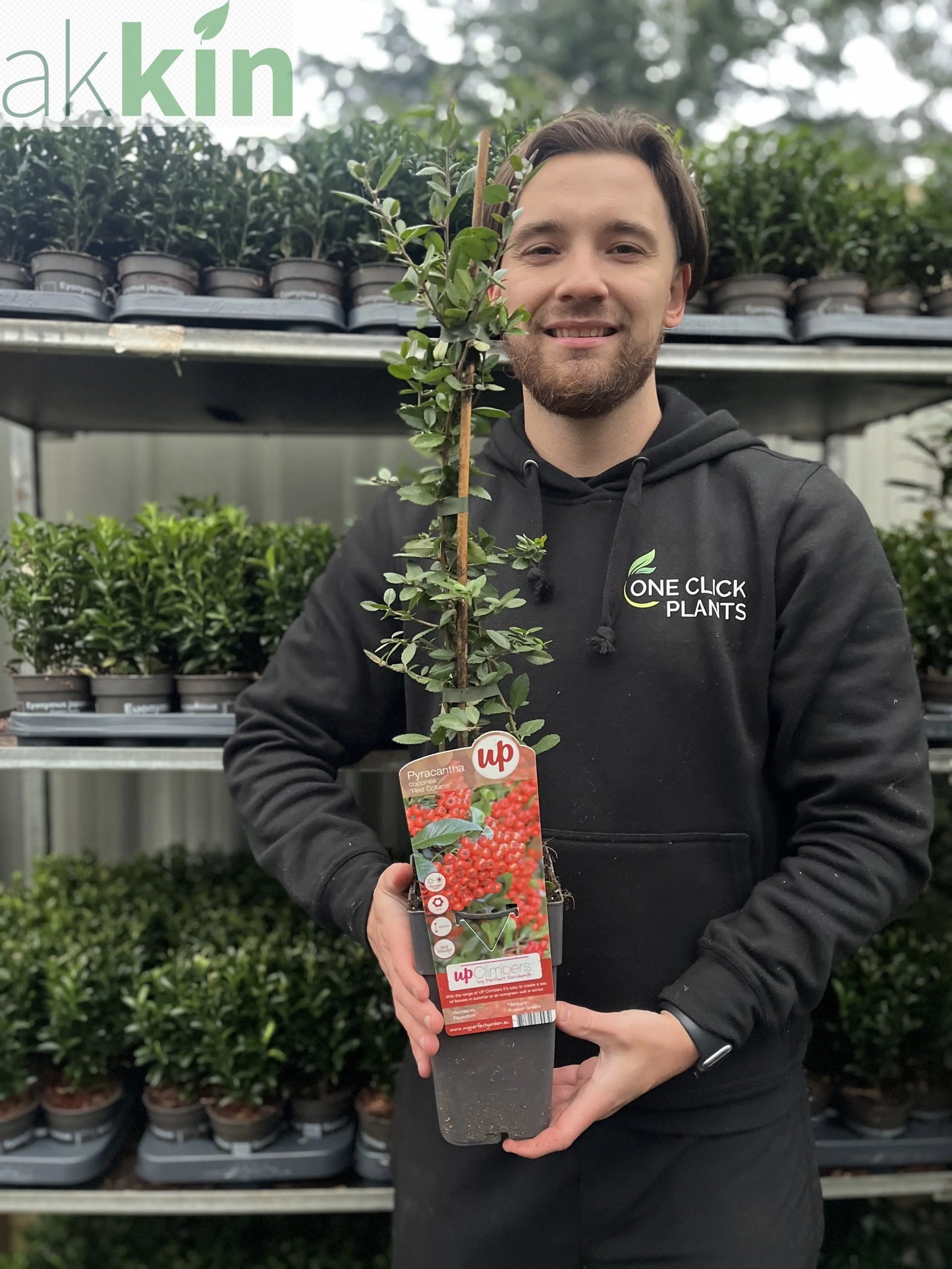 Pyracantha coccinea 'Red Column' 1L/2L One Click Plants
