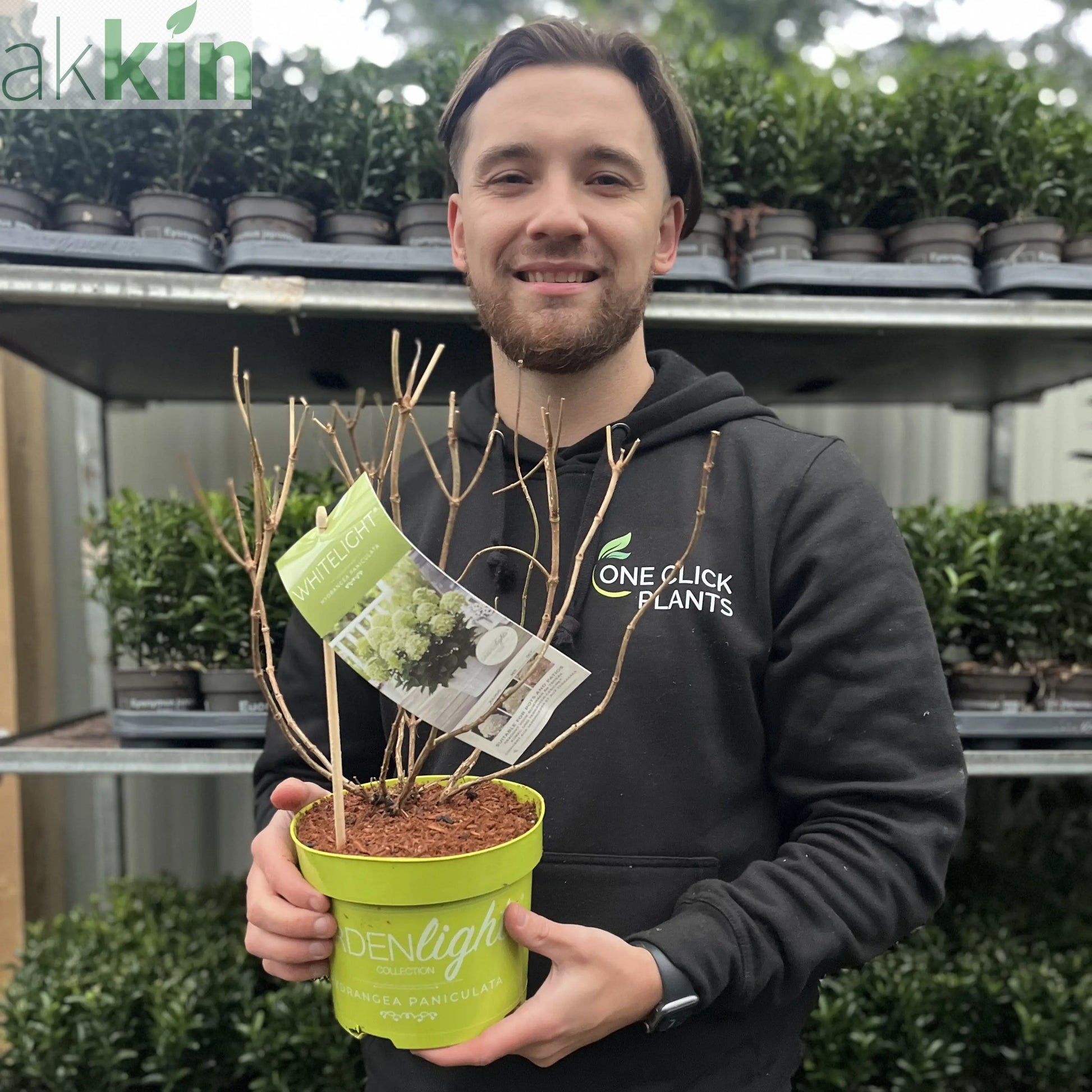 Hydrangea paniculata 'White Light' 2L / 5L / 7.5L One Click Plants