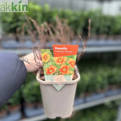Potentilla fruticosa 'Hopleys Orange' 1L One Click Plants