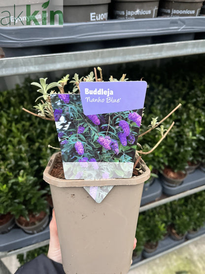 Buddleja davidii 'Nanho Blue' 1L One Click Plants