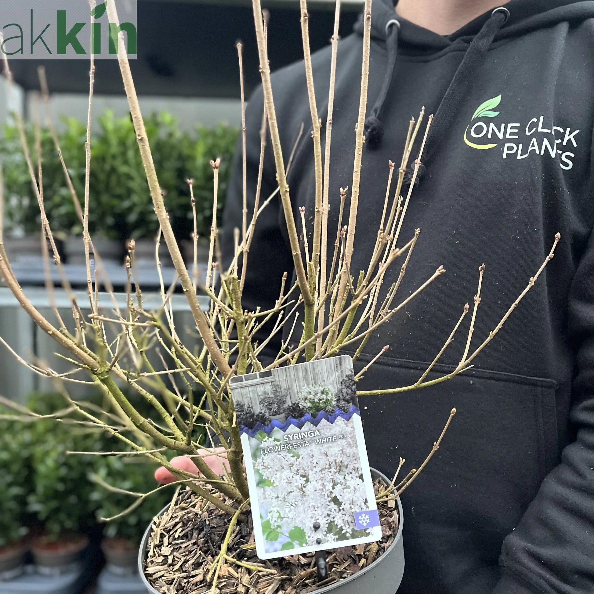 Syringa 'Flowerfesta White' Mini/Dwarf Lilac 4.5L One Click Plants