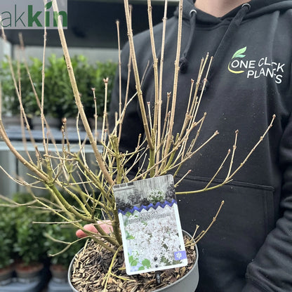 Syringa 'Flowerfesta White' Mini/Dwarf Lilac 4.5L One Click Plants