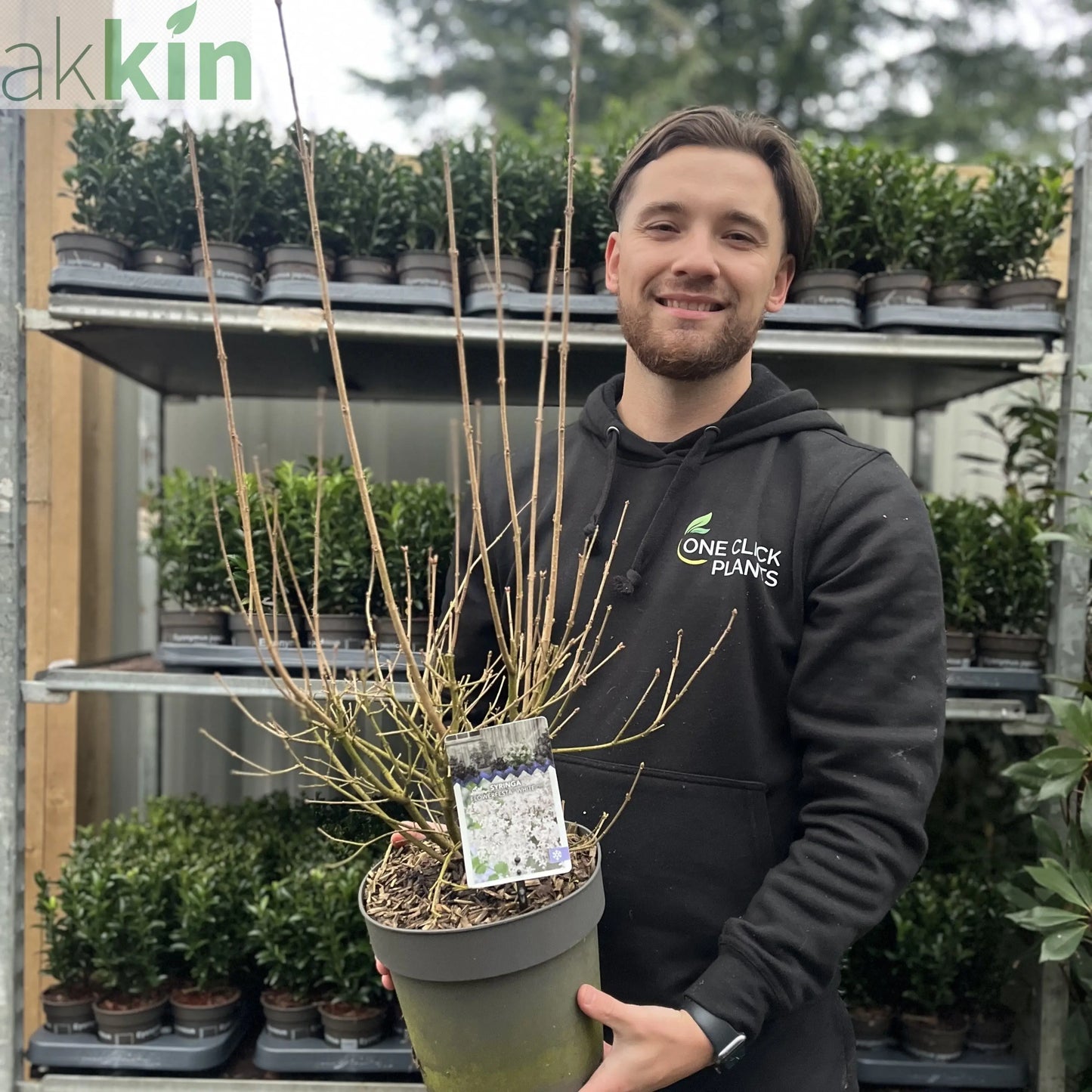 Syringa 'Flowerfesta White' Mini/Dwarf Lilac 4.5L One Click Plants