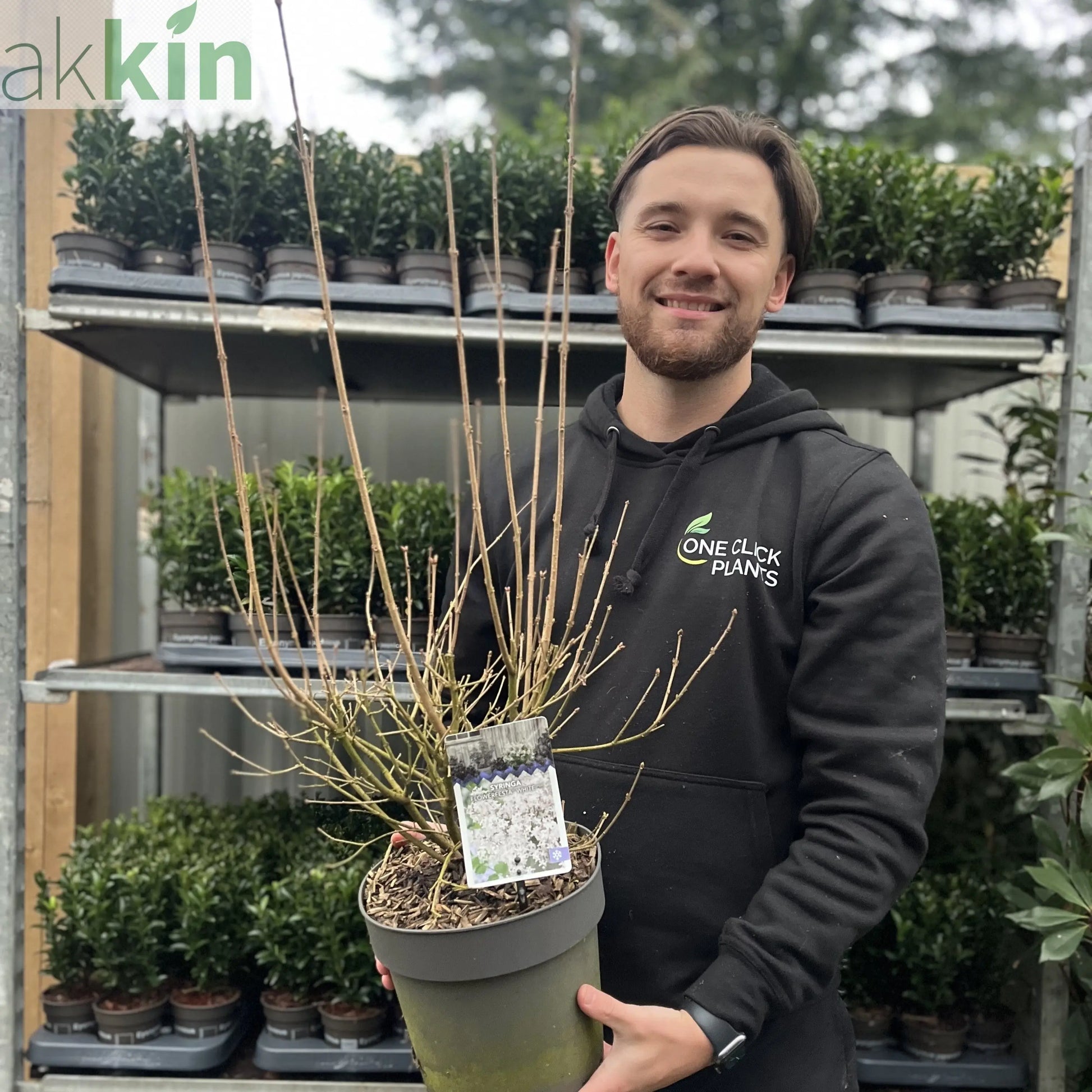 Syringa 'Flowerfesta White' Mini/Dwarf Lilac 4.5L One Click Plants