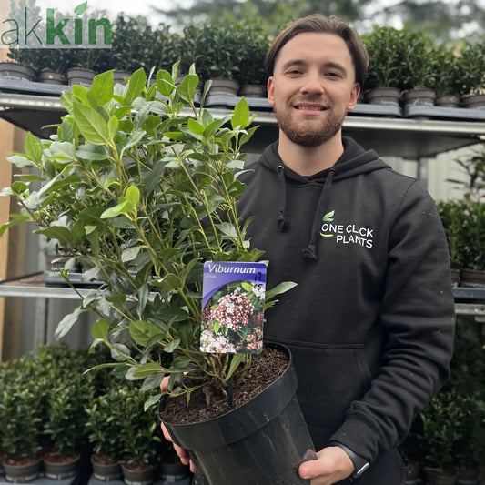 Viburnum tinus 2L / 5L One Click Plants