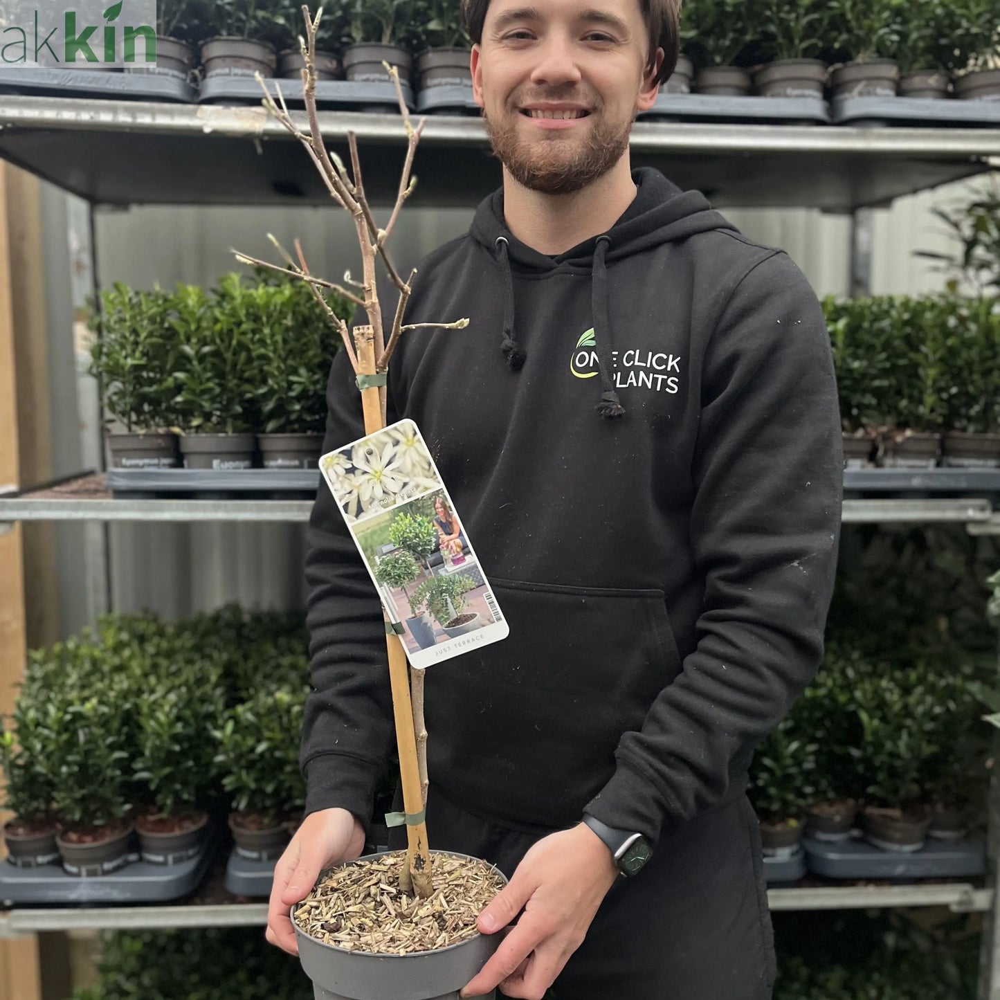 Magnolia stellata Standard Tree | Star Magnolia 90-100cm One Click Plants