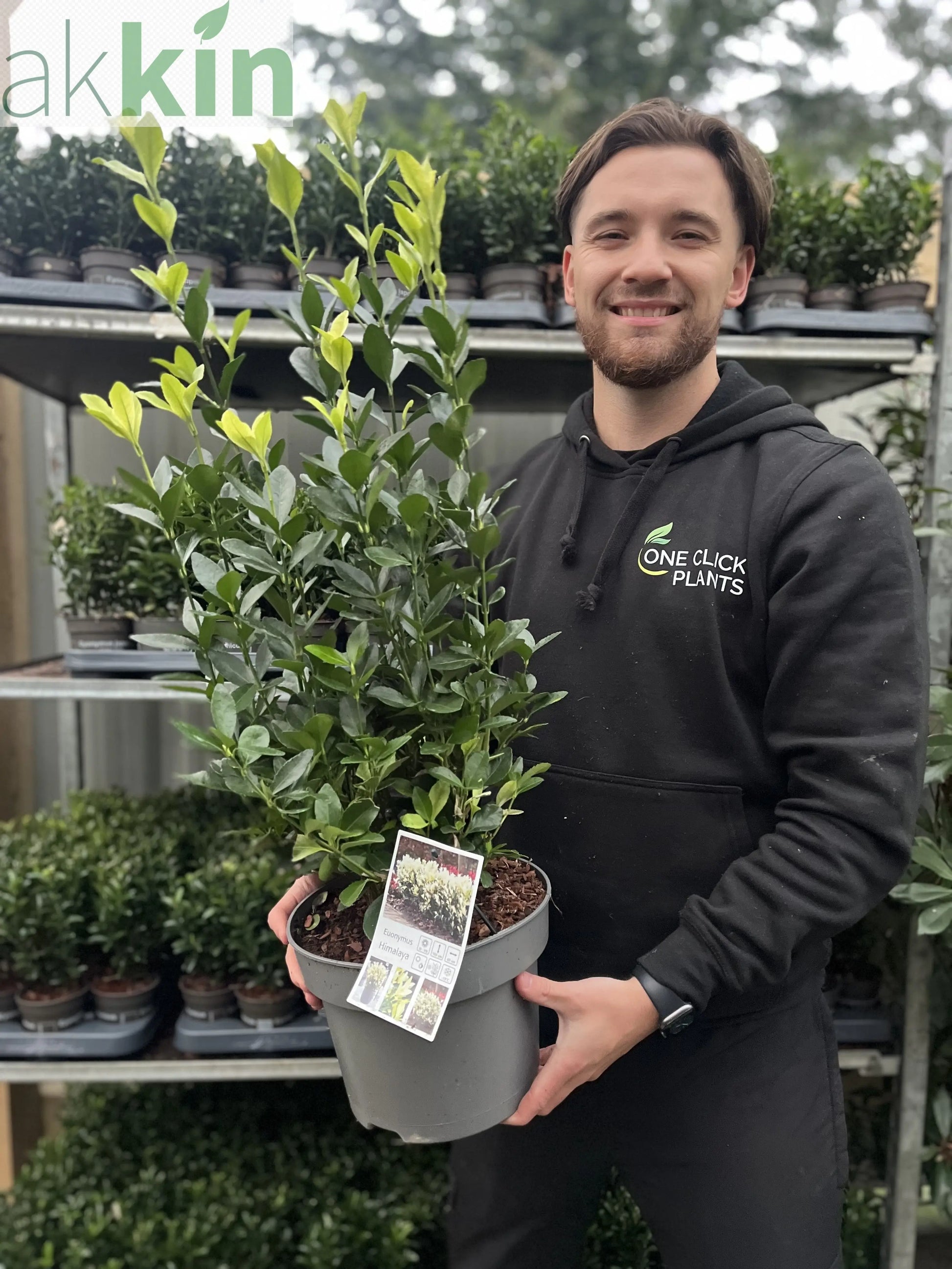 Euonymus japonica 'Himalaya' 9cm/2L/5L One Click Plants