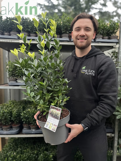 Euonymus japonica 'Himalaya' 9cm/2L/5L One Click Plants