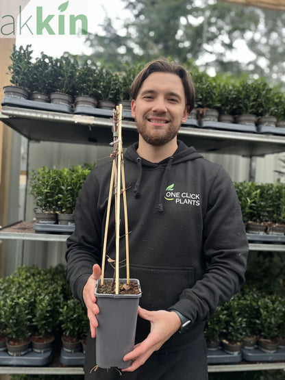 Clematis 'Miss Bateman' 60cm One Click Plants