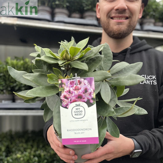 Rhododendron 'Blue Jay' 2L One Click Plants