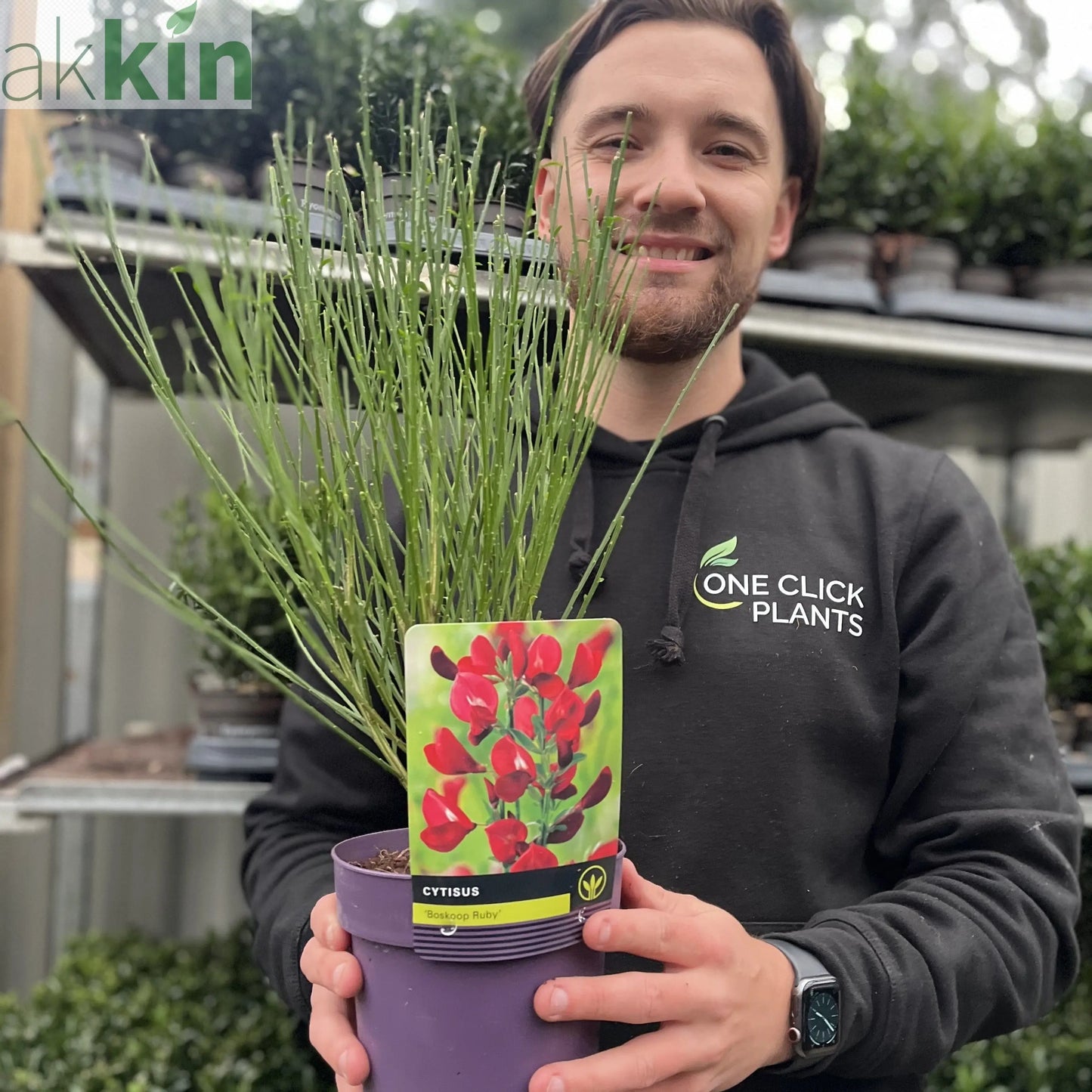 Cytisus x boskoopii 'Boskoop Ruby' 1.5L One Click Plants