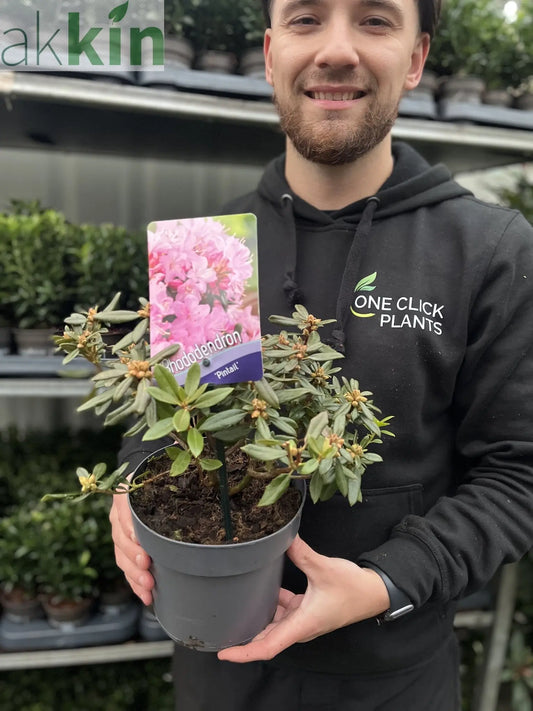 Azalea 'Pintail' 1L One Click Plants