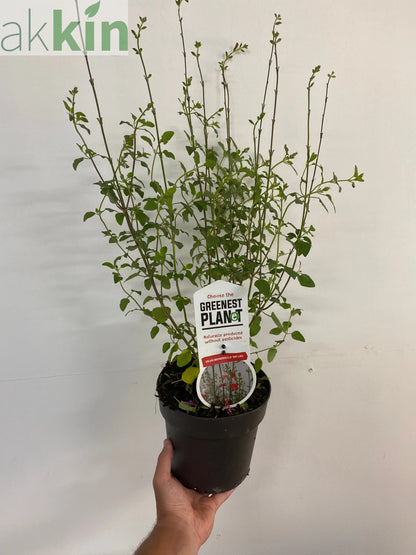 Salvia 'Hot Lips' 9cm/2L One Click Plants