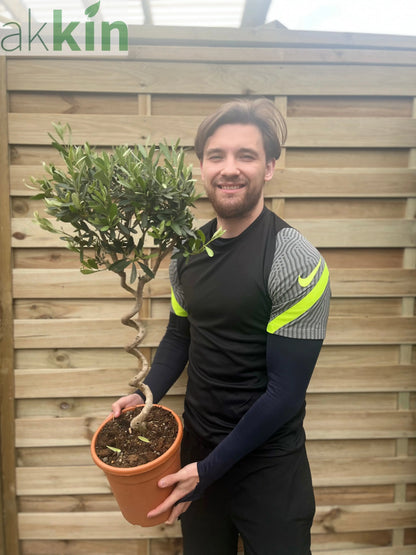 Corkscrew Stem Olive Tree | Hardy Evergreen Potted Tree | 80-90cm One Click Plants