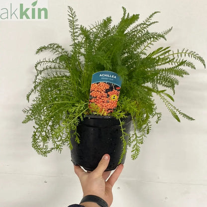 Achillea millefolium Peggy Sue 3L One Click Plants