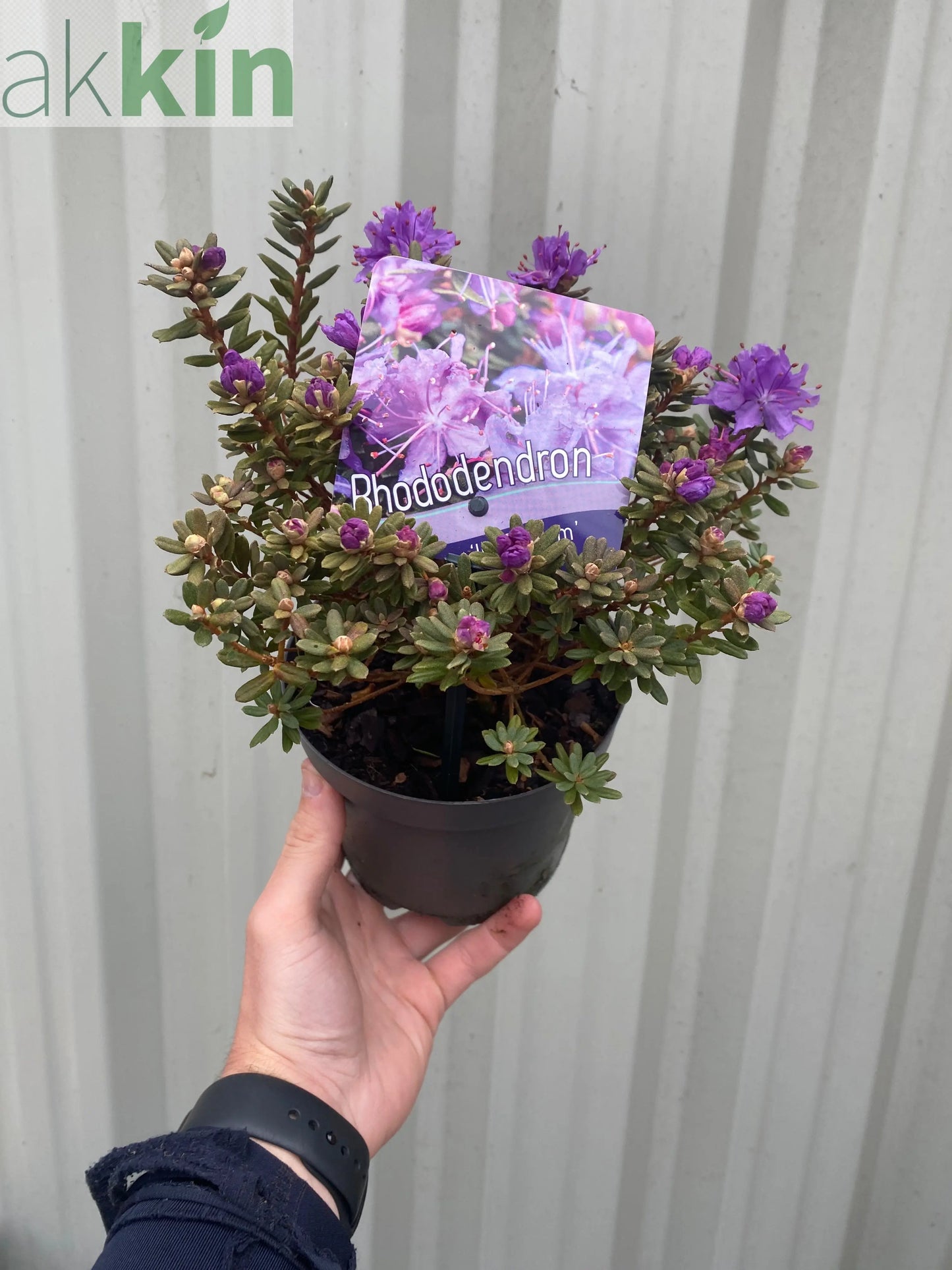 Dwarf Rhododendron 'Impeditum' 1L One Click Plants