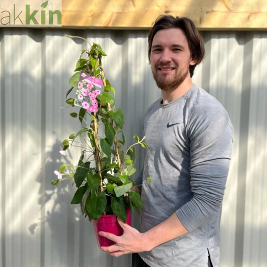 Thunbergia alata Black Eyed Susie (Pink) One Click Plants