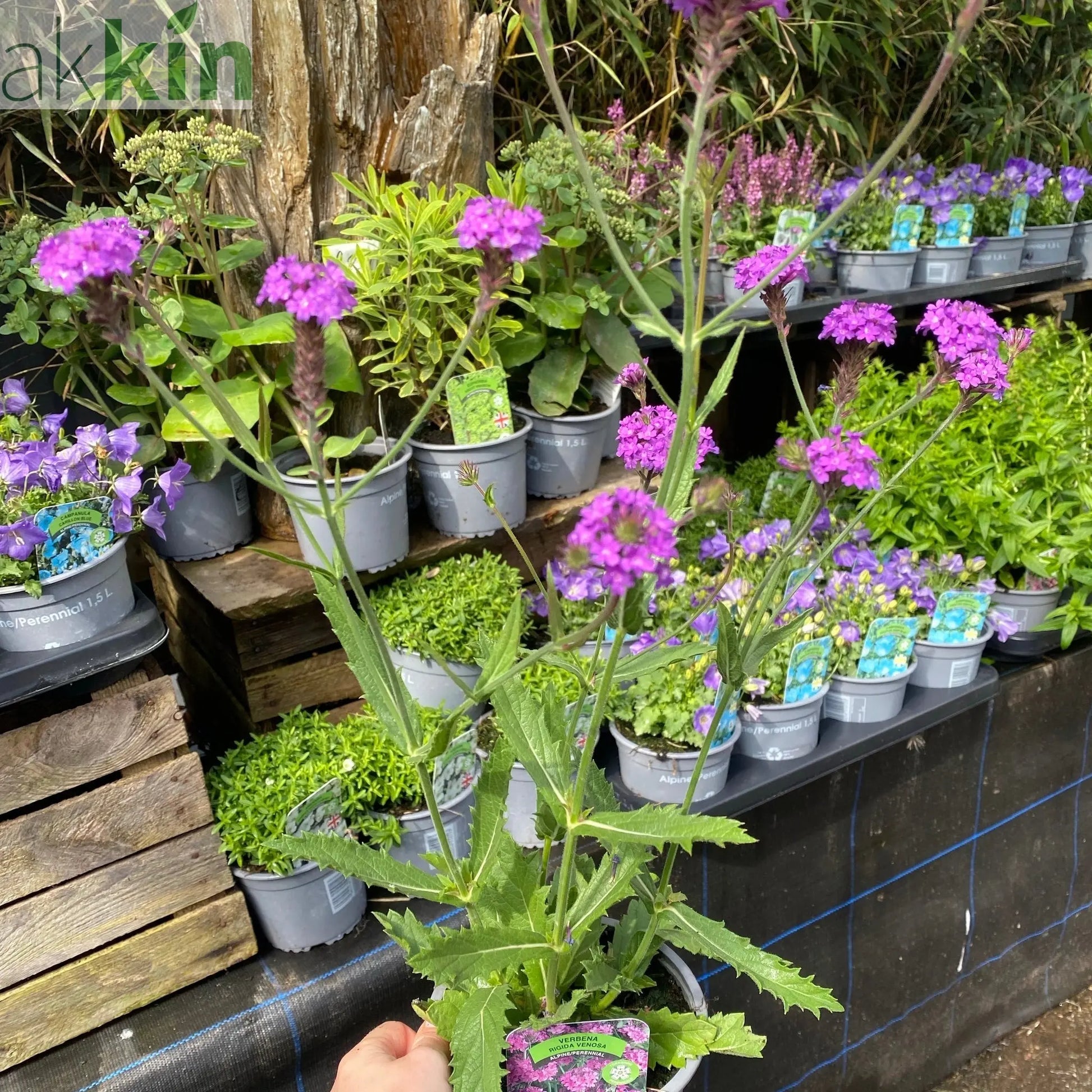 Verbena rigida 'Dazzling Night' 9cm/1.5L One Click Plants