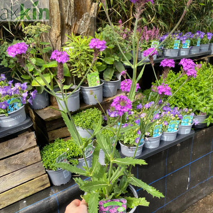 Verbena rigida 'Dazzling Night' 9cm/1.5L One Click Plants