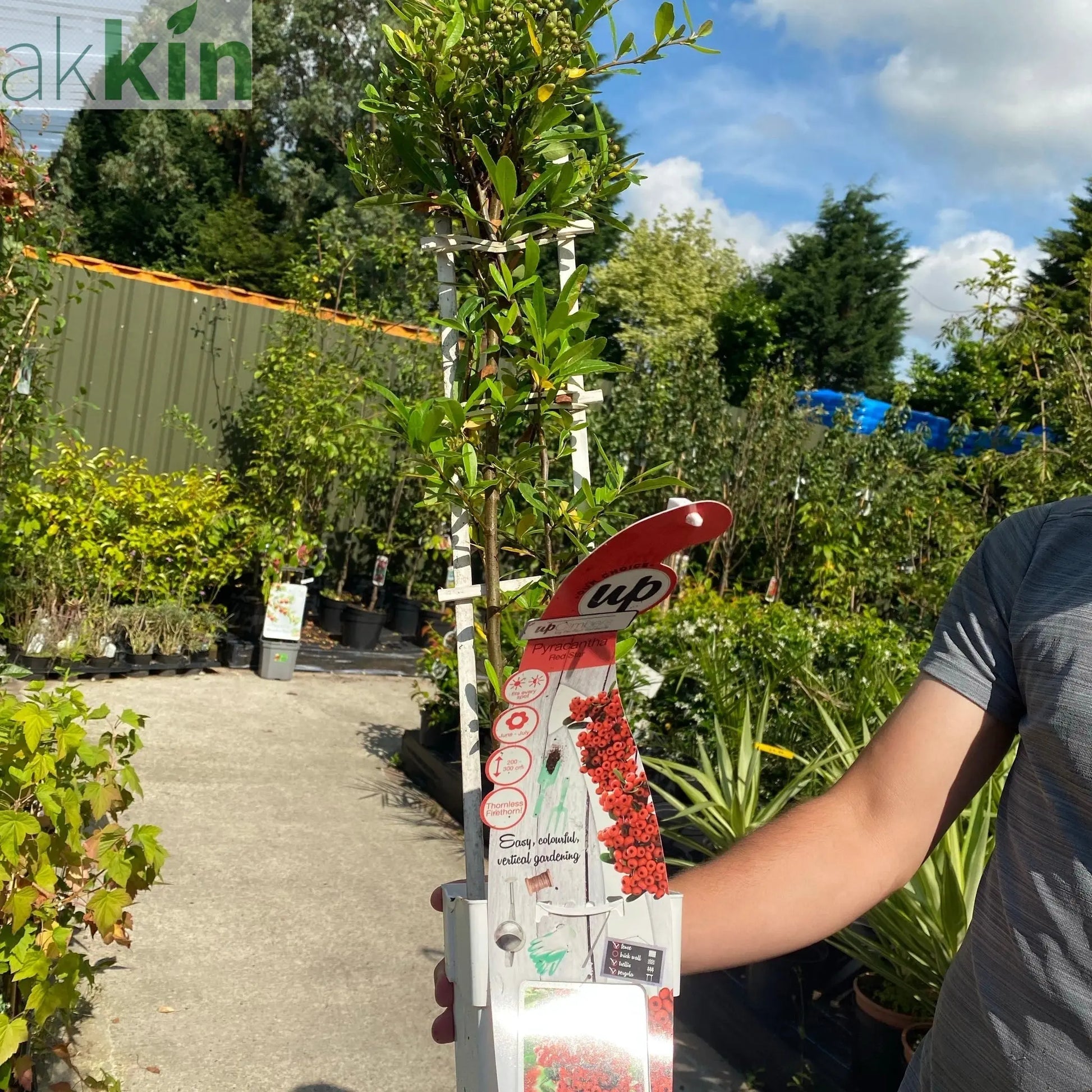 Pyracantha coccinea Red Star 2L One Click Plants