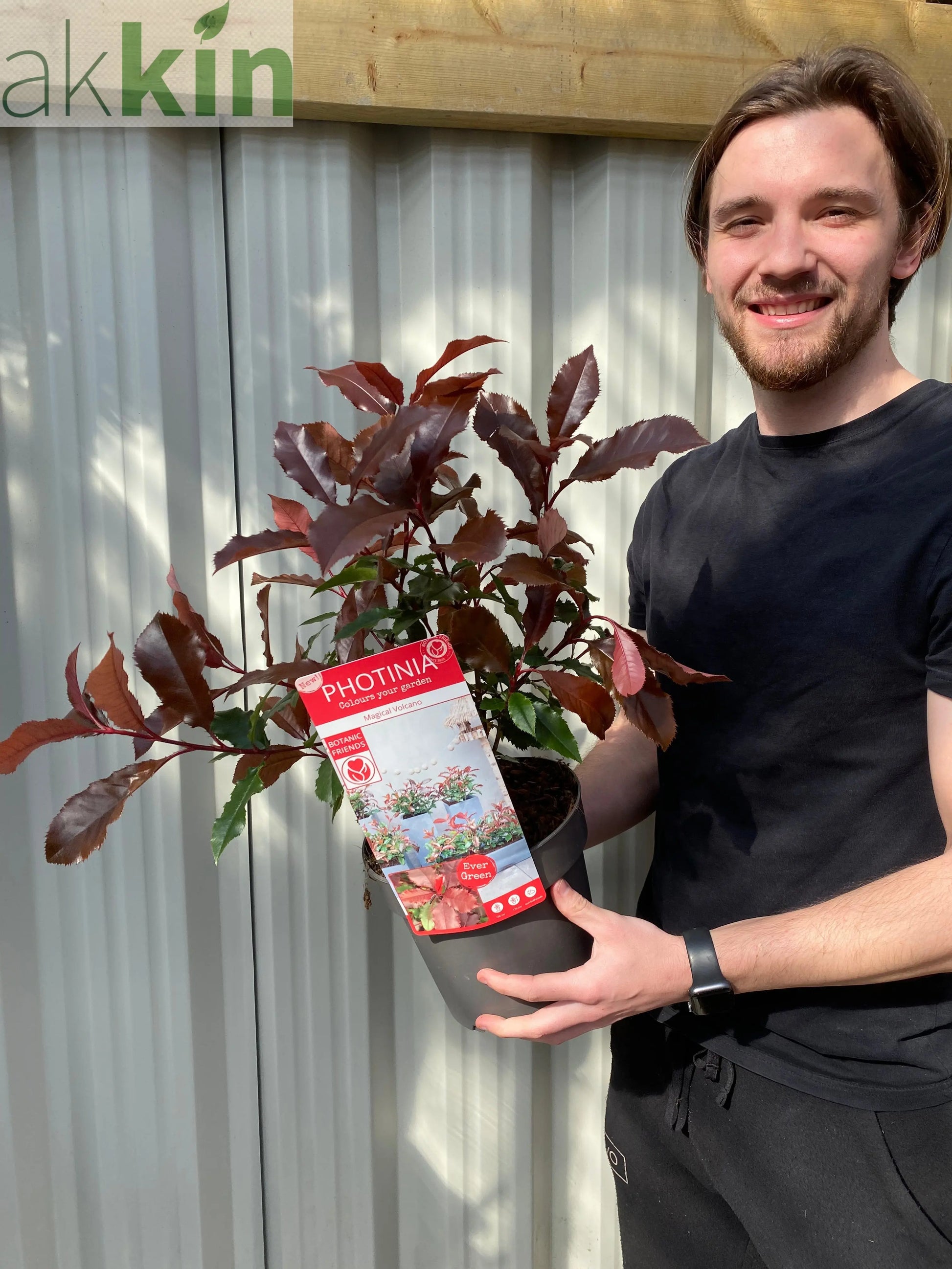 Photinia 'Magical Volcano' 5L (Multibuy Offers Available) One Click Plants