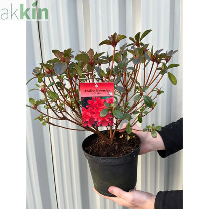 Azalea 'Hotshot' 2L One Click Plants