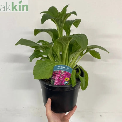Digitalis purpurea 'Dalmation Rose' 9cm/1.5L/3L One Click Plants