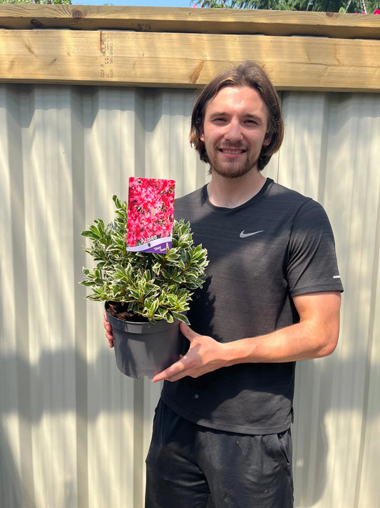 Azalea 'Silver Sword' 1.5L / 3L One Click Plants