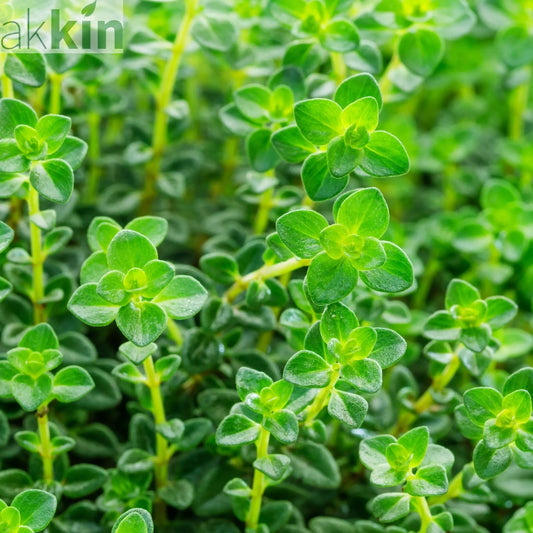 Thyme (common) 9cm One Click Plants