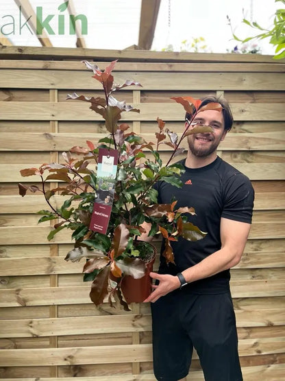 Photinia 'Magical Volcano' 5L (Multibuy Offers Available) One Click Plants