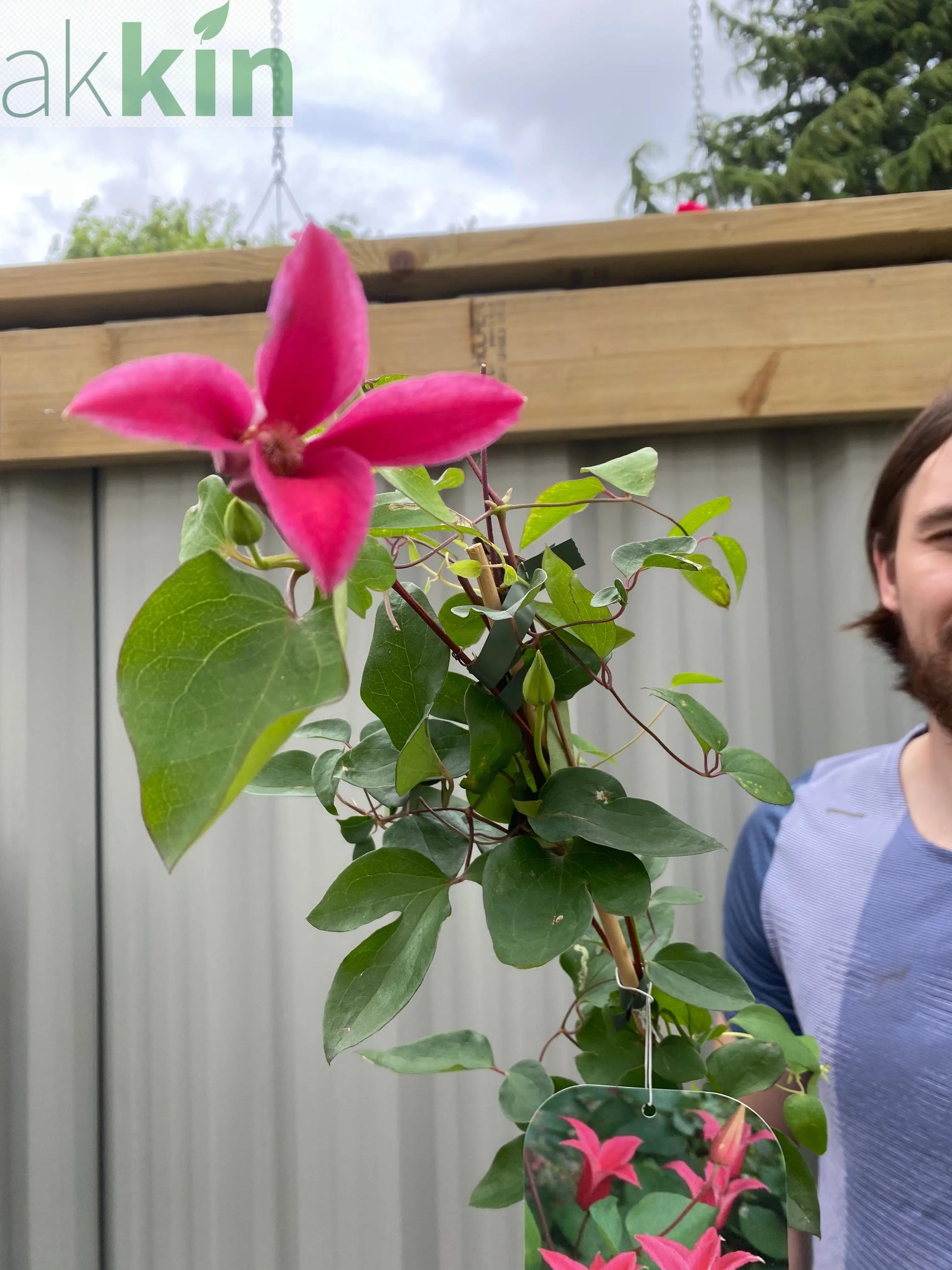 Clematis 'Princess Diana' 70cm One Click Plants