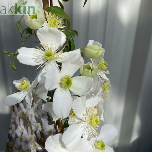 Clematis 'Spring Joy' One Click Plants