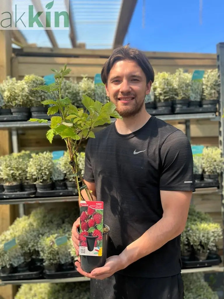 Raspberry 'Malling Promise' 1L One Click Plants