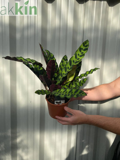 Calathea lancifolia 50cm One Click Plants