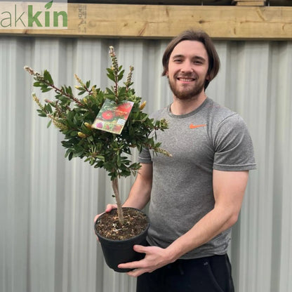 Standard Callistemon - Bottle Brush (70-80cm) One Click Plants