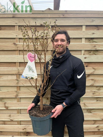 Ornamental Flowering Cherry Blossom Tree -  Nipponica ‘Brilliant' 7.5L 1m One Click Plants