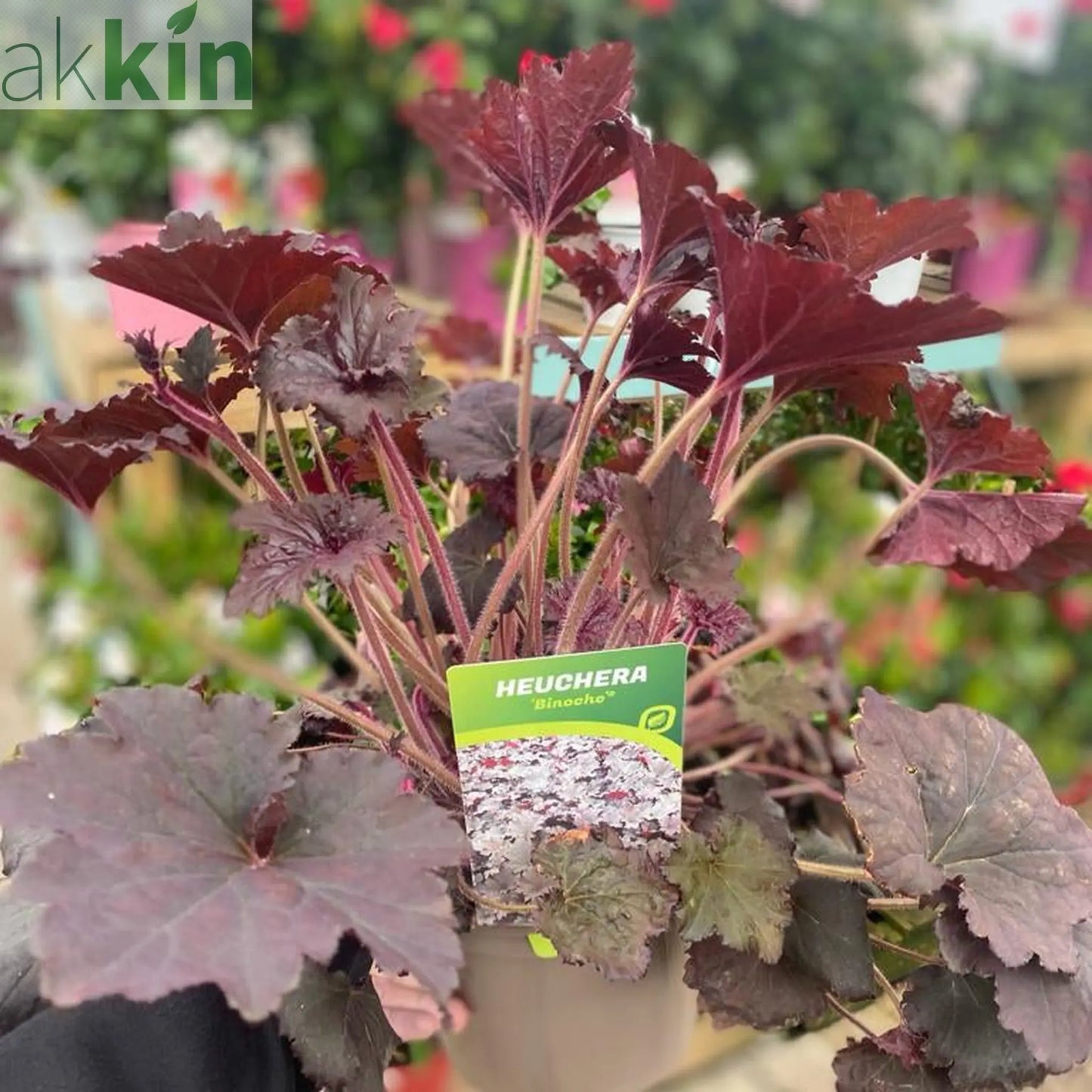 Heuchera 'Binoche' 2L One Click Plants