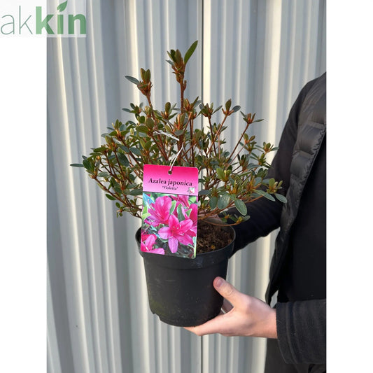 Azalea 'Violetta' 2L One Click Plants