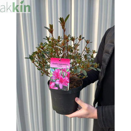 Azalea 'Violetta' 2L One Click Plants