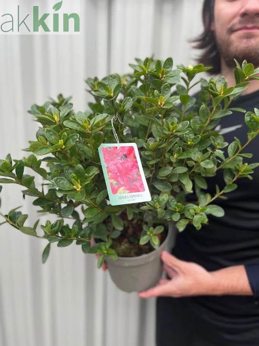 Azalea japonica 'Agadir' 1.5L One Click Plants