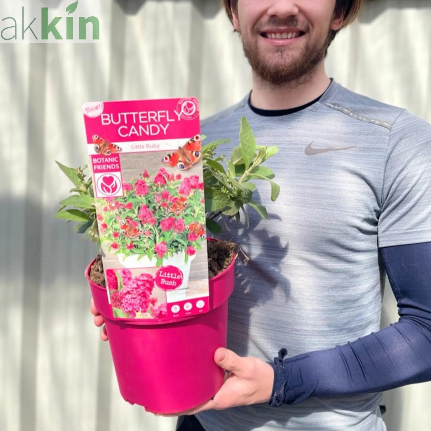 Buddleja Butterfly Candy 'Little Pink' 9cm/1L/2L/3L One Click Plants