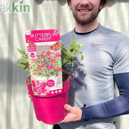 Buddleja Butterfly Candy 'Little Pink' 9cm/1L/2L/3L One Click Plants